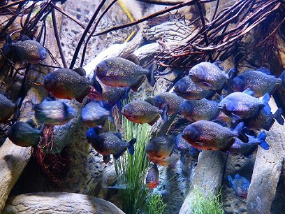 beautiful tetra fish